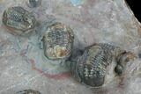 Cluster Of Proetid (Timsaloproetus?) Trilobites - Jorf, Morocco #125279-3